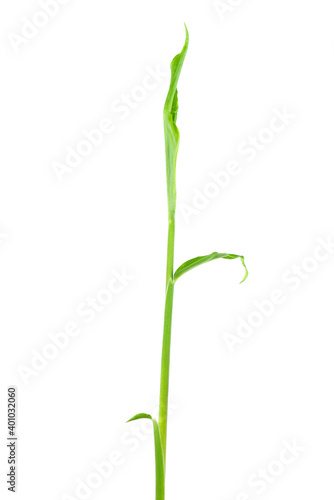Green sprout of ginger isolated on a white background.