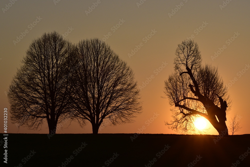 Sonnenuntergang mit Bäumen