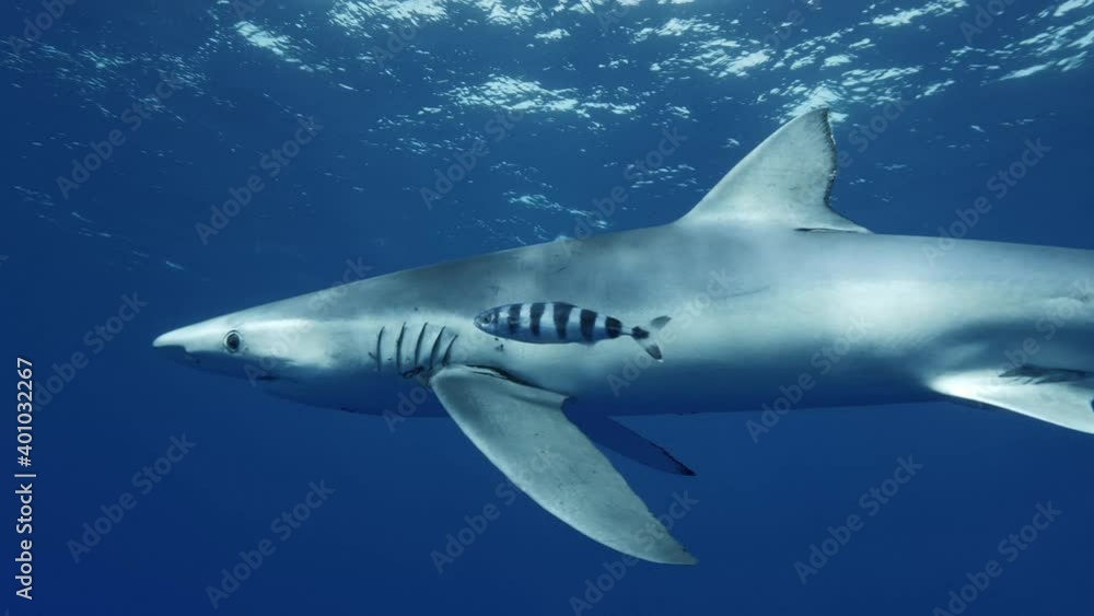 Blue Sharks in clear water of the Atlantic Ocean Blue Sharks in clear water of the Atlantic Ocean