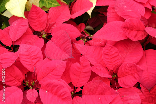 Brilliant red poinsettias