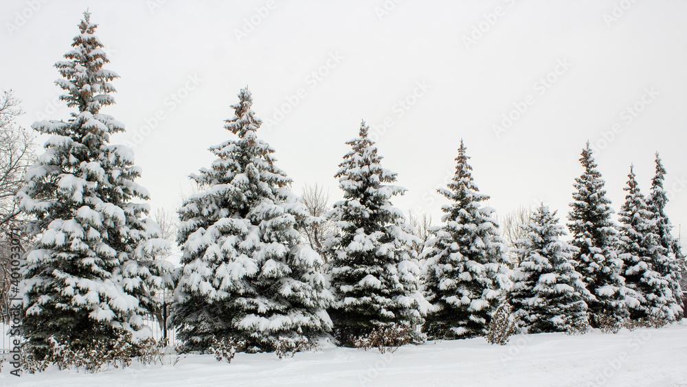 Winter landscape with snow-covered fir trees. Pines under the snow in winter Winter landscape with snow-covered fir trees. Pines under the snow in winter
