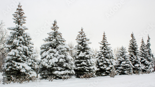 Winter landscape with snow-covered fir trees. Pines under the snow in winter