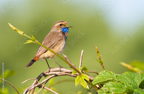 Bluethroat, Luscinia svecica. Spring, early morning by the river. Singing bird sits on a stem of a plant on a beautiful green background