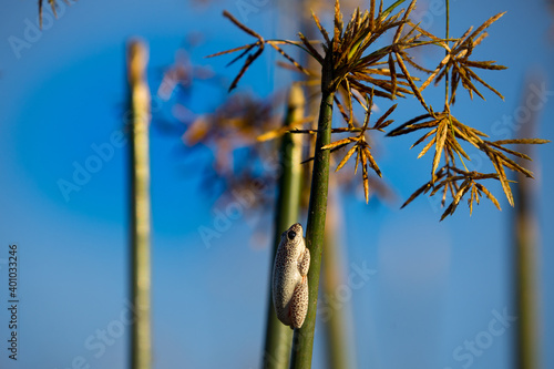 Spotted African reed frog, spots, Okavango Delta, Botswana Africa, during a mokoro tour  photo