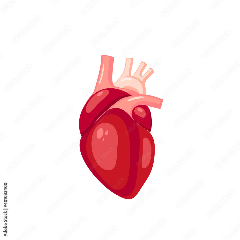 Human heart. Internal organ, anatomy. Vector cartoon flat icon ...