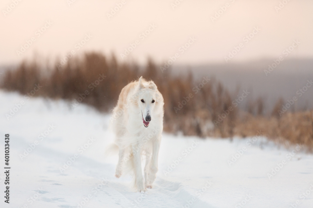 Cute, crazy and happy beige and white Russian borzoi dog or wolfhound running on the snow in the winter field. Cute, crazy and happy beige and white Russian borzoi dog or wolfhound running on the snow in the winter field.