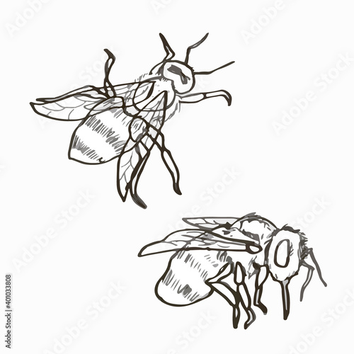 black and white freehand sketches of bees. beekeeping. mascot and design of bee products and honey. hand draw. vector. monochrome art.