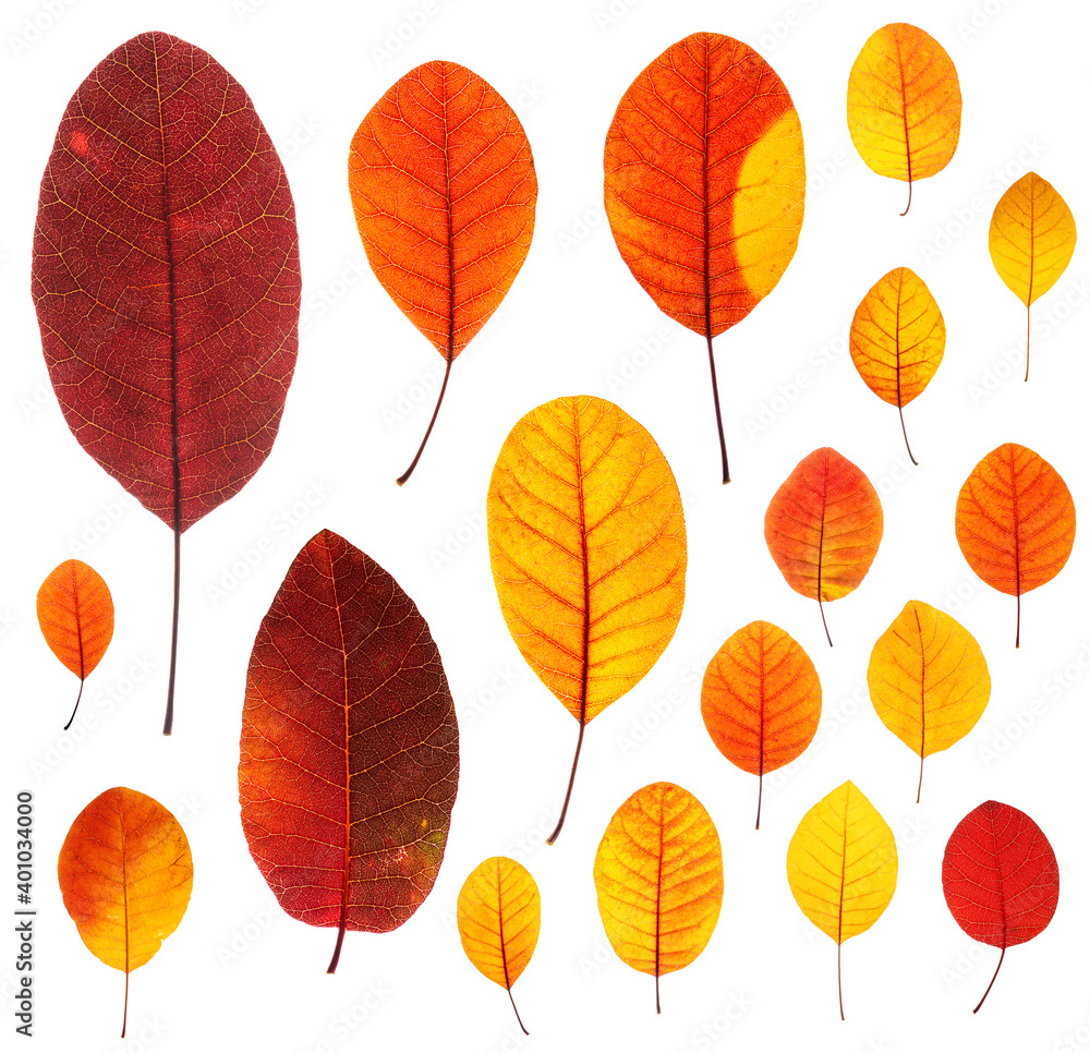 Obraz premium Set of backlit red-yellow autumn leaves of Cotinus coggygria plant, isolated on white background, clean and sharp, high resolution