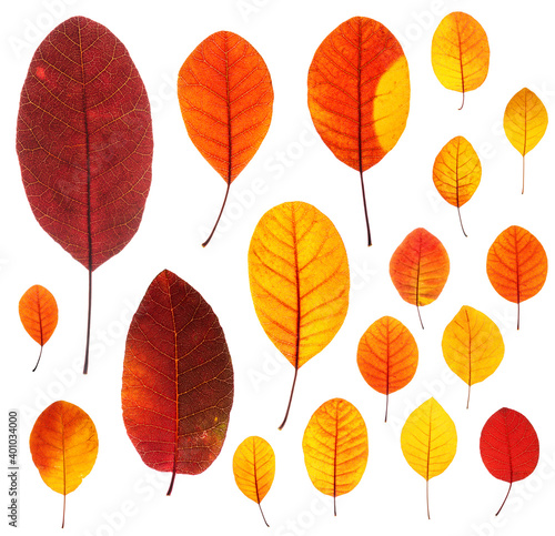 Set of backlit red-yellow autumn leaves of Cotinus coggygria plant, isolated on white background, clean and sharp, high resolution