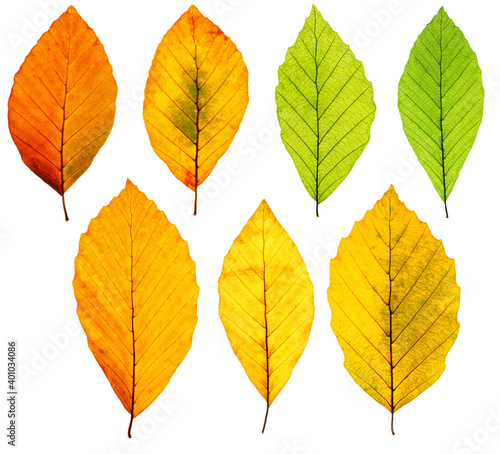 Fototapeta Set of backlit autumn beech tree leaves isolated on white background, clean and