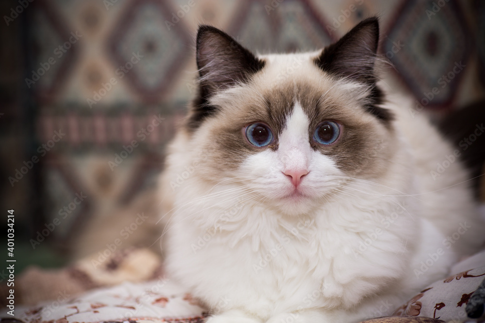 Obraz premium Young beautiful purebred Ragdoll cat at home