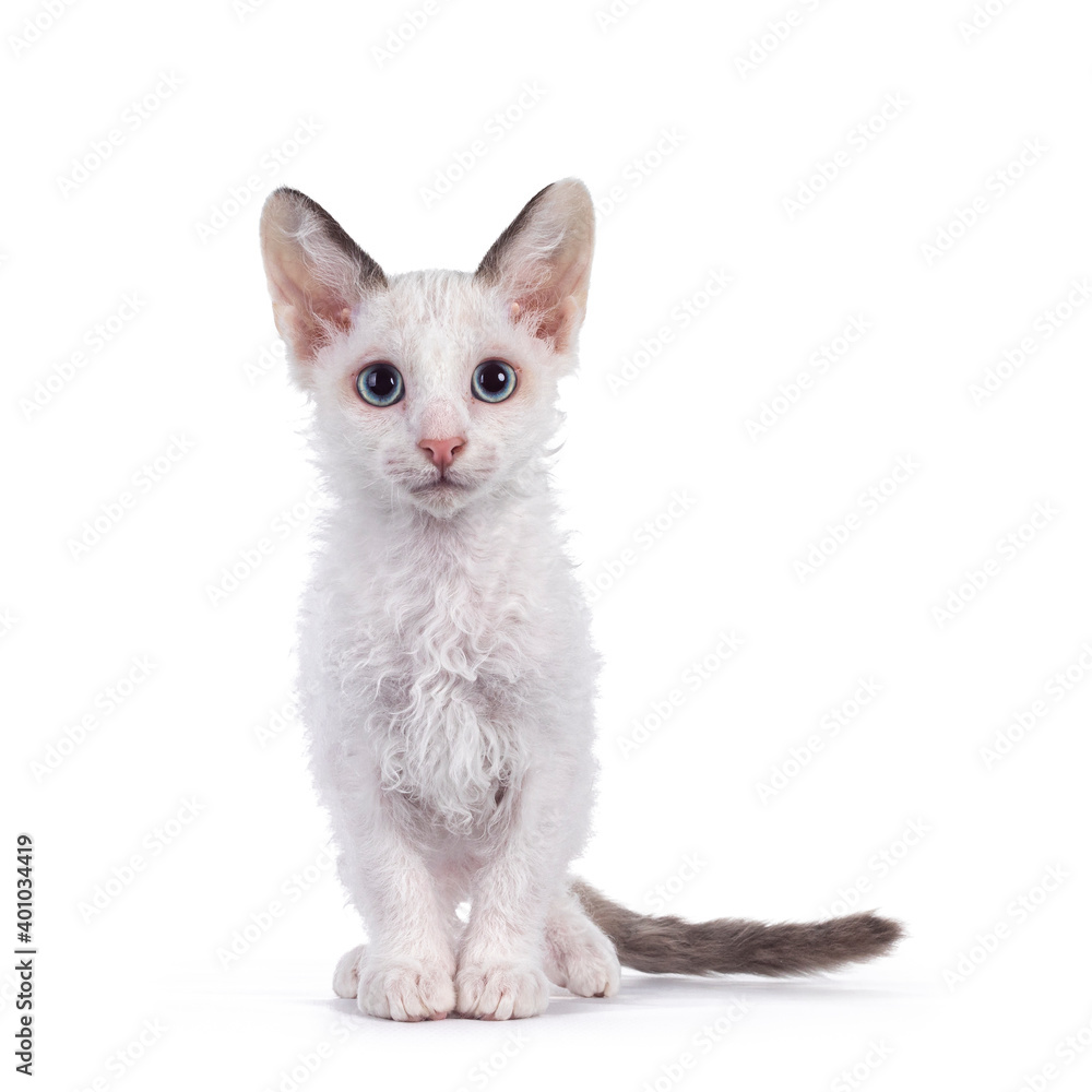 Handsome LaPerm cat kitten, standing facing front. Looking towards camera with blue eyes. Isolated on white background.
