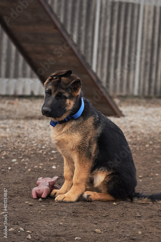 Charming young thoroughbred dog with protruding ears and large brown eyes. Cute little puppy of black and red German shepherd sits on dog Playground next to rubber pig toy.