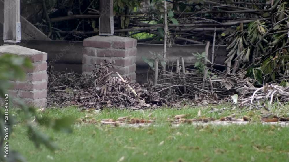 Beautiful white hawk soars with prey. Super slow motion HD Beautiful white hawk soars with prey. Super slow motion HD