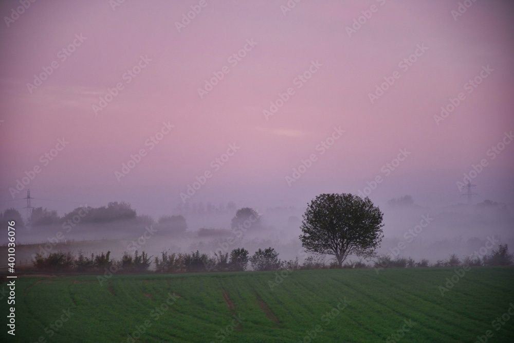 foggy morning in netherlands. Morning dew and mist rise over the fields shortly after sunrise. Landscape in autumn. Electricity pylons in background foggy morning in netherlands. Morning dew and mist rise over the fields shortly after sunrise. Landscape in autumn. Electricity pylons in background