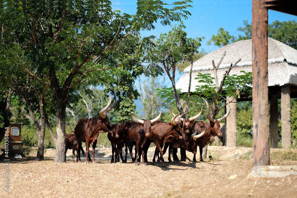 Watusi cattle is the bull with the longest horns in the world.
