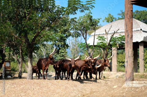 Obraz na płótnie Watusi cattle is the bull with the longest horns in the world. w salonie