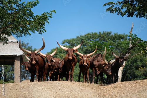 Watusi cattle is the bull with the longest horns in the world. photo