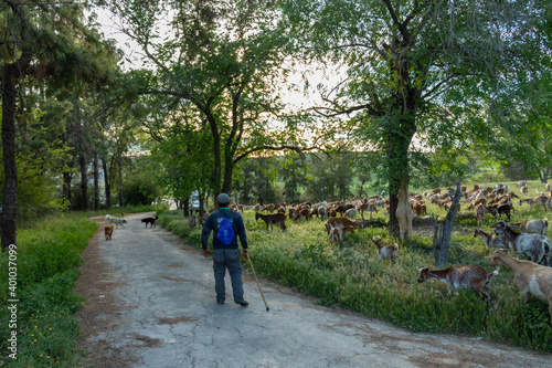 Goats and the goatherd