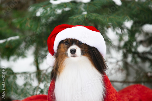 Portrait of the sad papillon dog in a Santa hat in the forest. Cute toy continental dog is ready to Christmas.