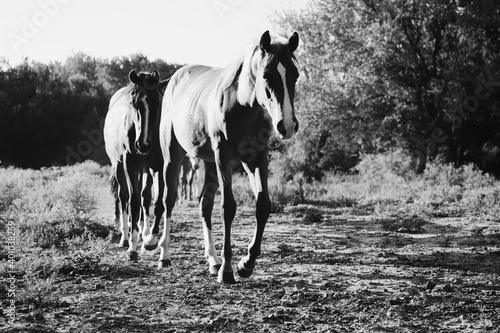Young horses walking in a row through pasture in black and white. © ccestep8