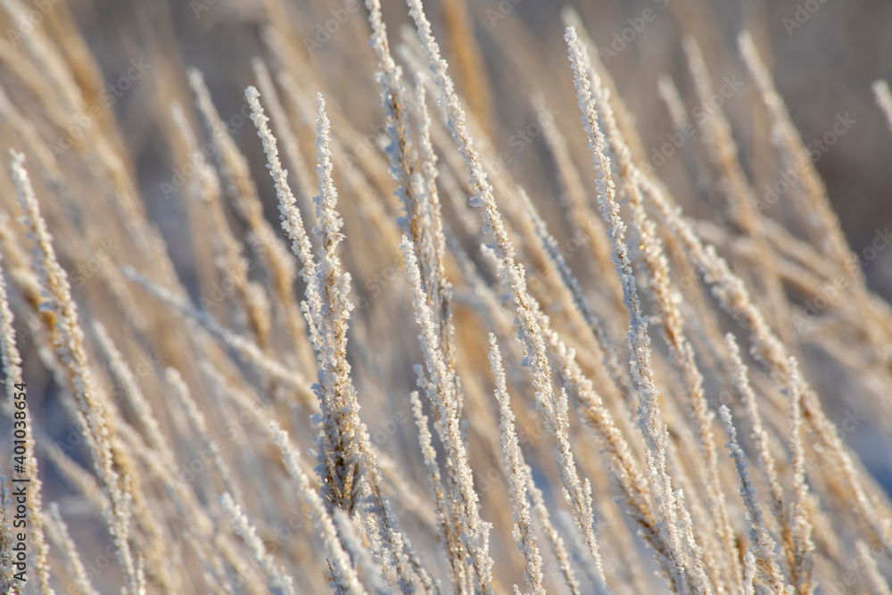 Frozen grass in the winter fields under the snow Frozen grass in the winter fields under the snow