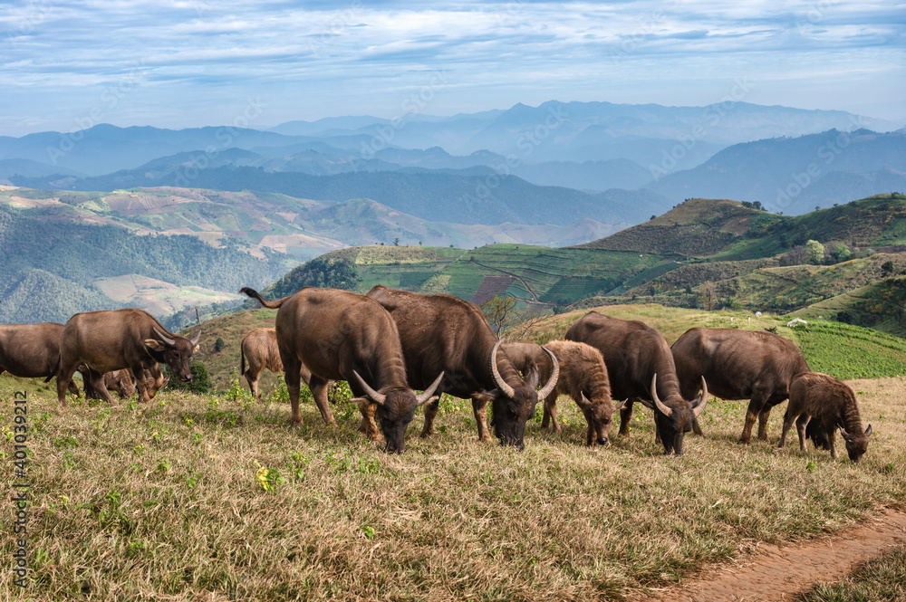 Herd of buffalo grazing on hill in rural farmland at Doi Mae Tho
