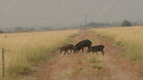 Wide shot of Indian boar or Andamanese or Moupin pig a subspecies of wild boar family walking in grassland of tal chhapar blackbuck sanctuary rajasthan india - Sus scrofa cristatus photo