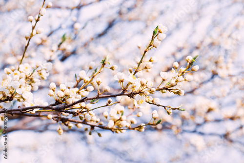 Floral background with a twig of blooming cherry