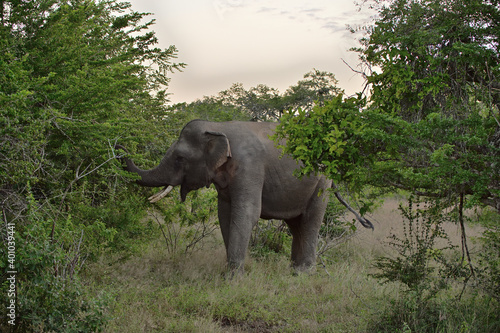 Ein asiatischer Elefant mit Stoßzähnen, der Zweige auf einem grünen Busch abreißt
