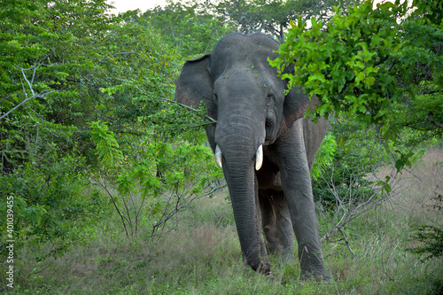 Ein asiatischer Elefant  der Zweige frisst 