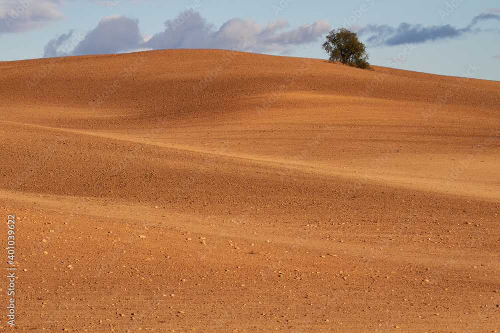 tarde en el desierto con un árbol tarde en el desierto con un árbol