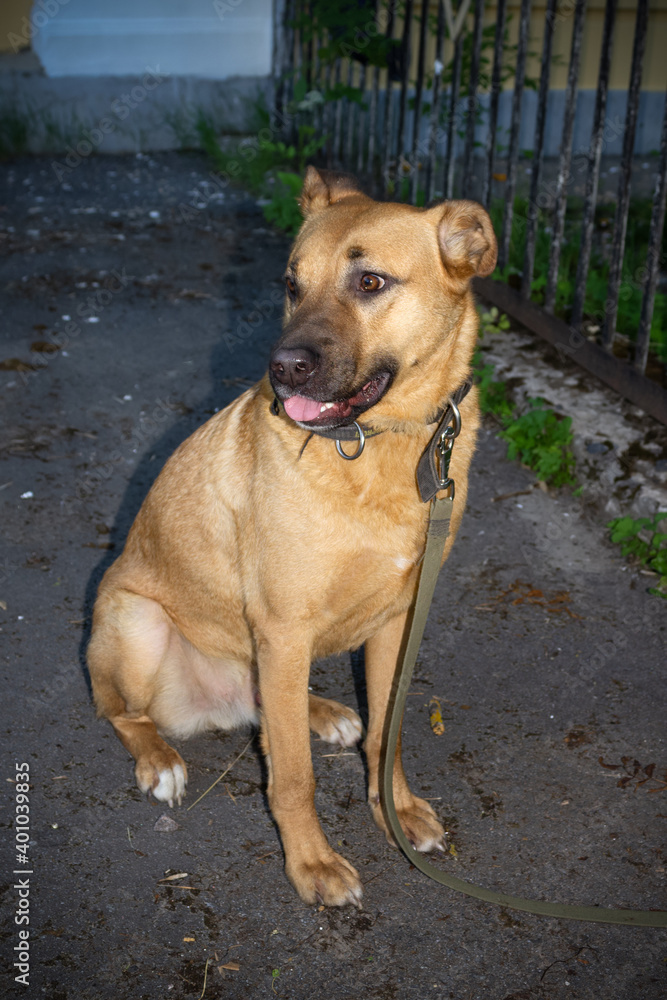 Sitting ginger dog on background of fence on street Sitting ginger dog on background of fence on street