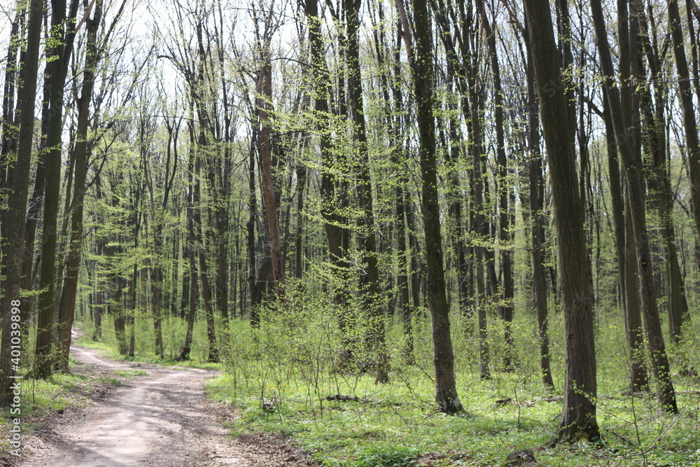 Fototapeta premium The forest wakes up in the spring. The grass and trees have turned green. The road runs through the forest