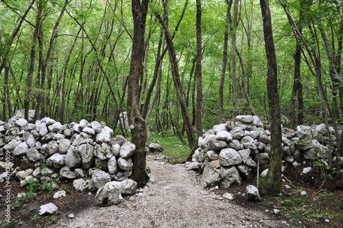 Path in the Wood. Julian Alps, Slovenia photo