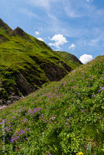 Storchschnäbel photo