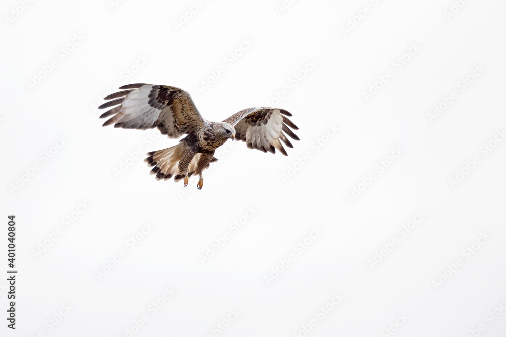 A rough-legged buzzard hovering in search for prey A rough-legged buzzard hovering in search for prey