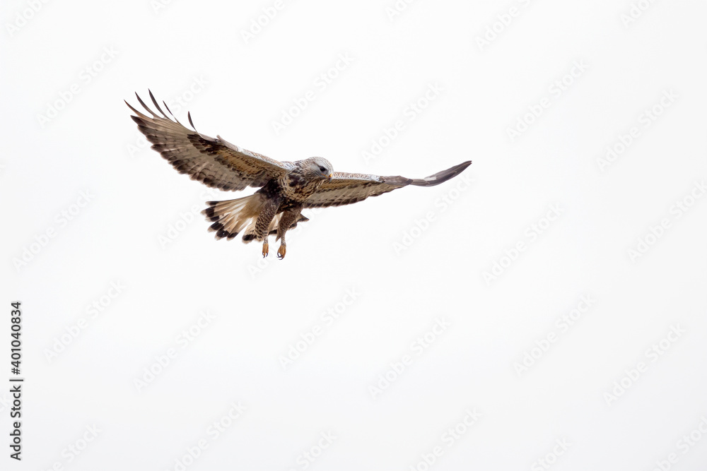 A rough-legged buzzard hovering in search for prey A rough-legged buzzard hovering in search for prey