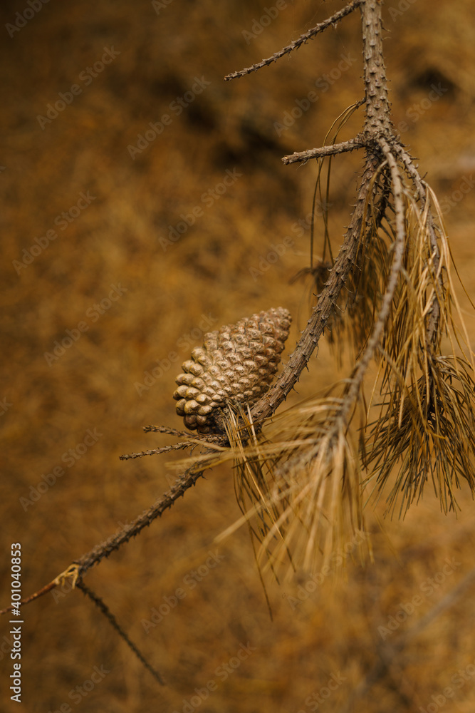 piña de pino seca en el bosque Photos | Adobe Stock