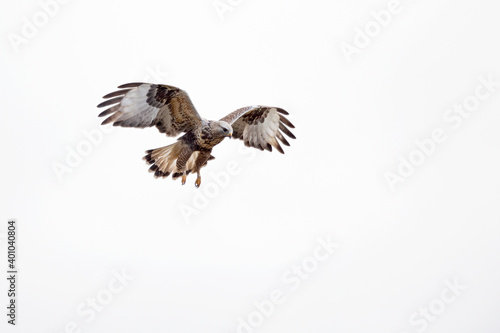 A rough-legged buzzard hovering in search for prey © Bouke