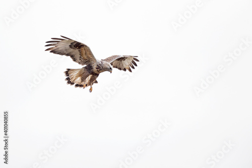 A rough-legged buzzard hovering in search for prey © Bouke