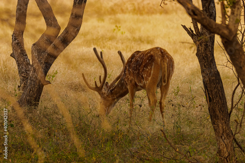 Spotted Deer eating grass in the jungle