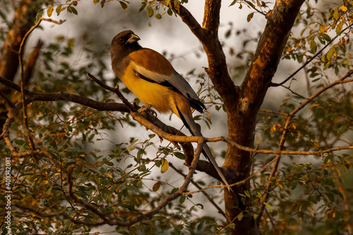 Rufous Treepie sitting on a tree branch in the jungle
