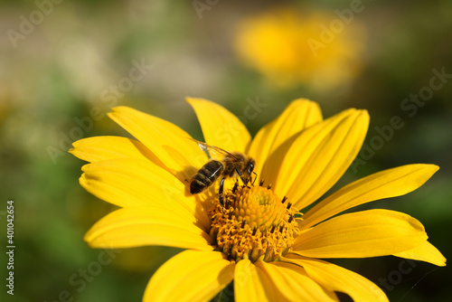 bee on yellow flower © Aleksandr Kalegin