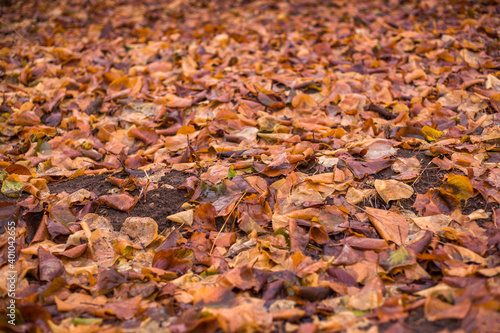 Autumn creative composition. Beautiful autumn leaves as background.