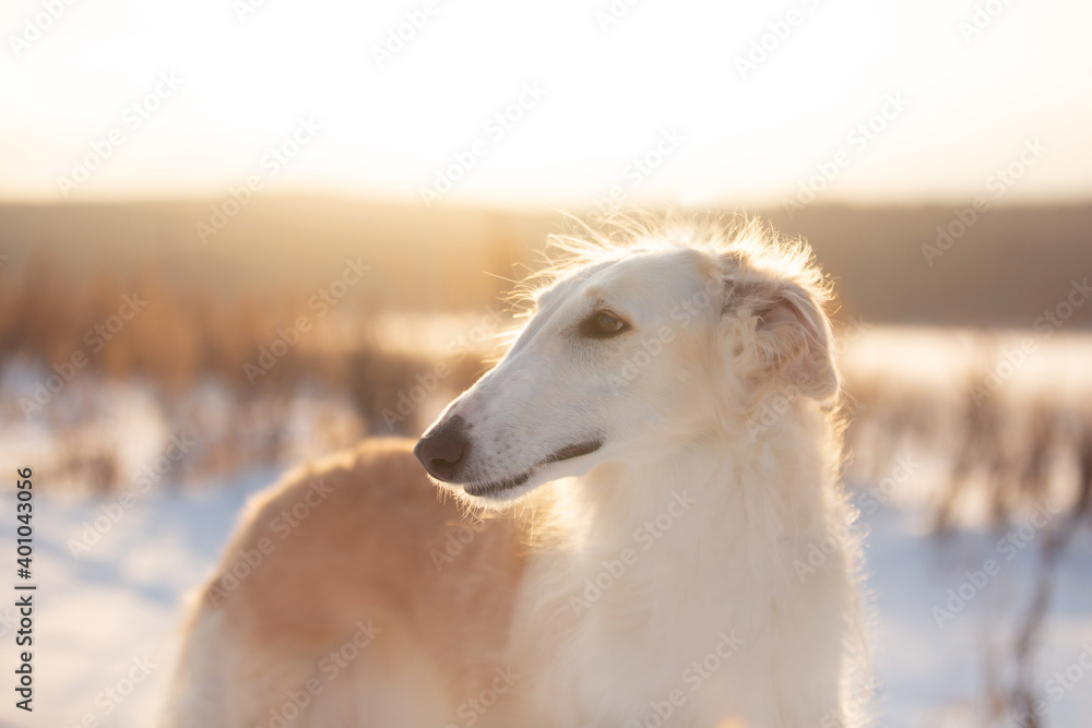 Profile Portrait of young beige Russian borzoi dog in the snow field at sunset in winter Profile Portrait of young beige Russian borzoi dog in the snow field at sunset in winter