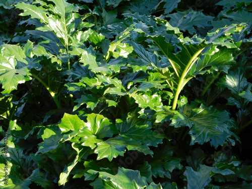 Canvas Print Bear’s beeches, or oyster plant, or Acanthus mollis foliage in Athens, Greece