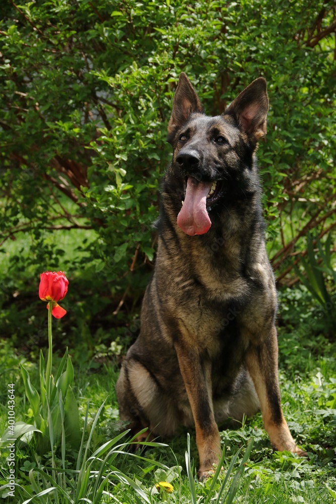 A beautiful gray-black German shepherd sits next to a red Tulip on a green Bush background