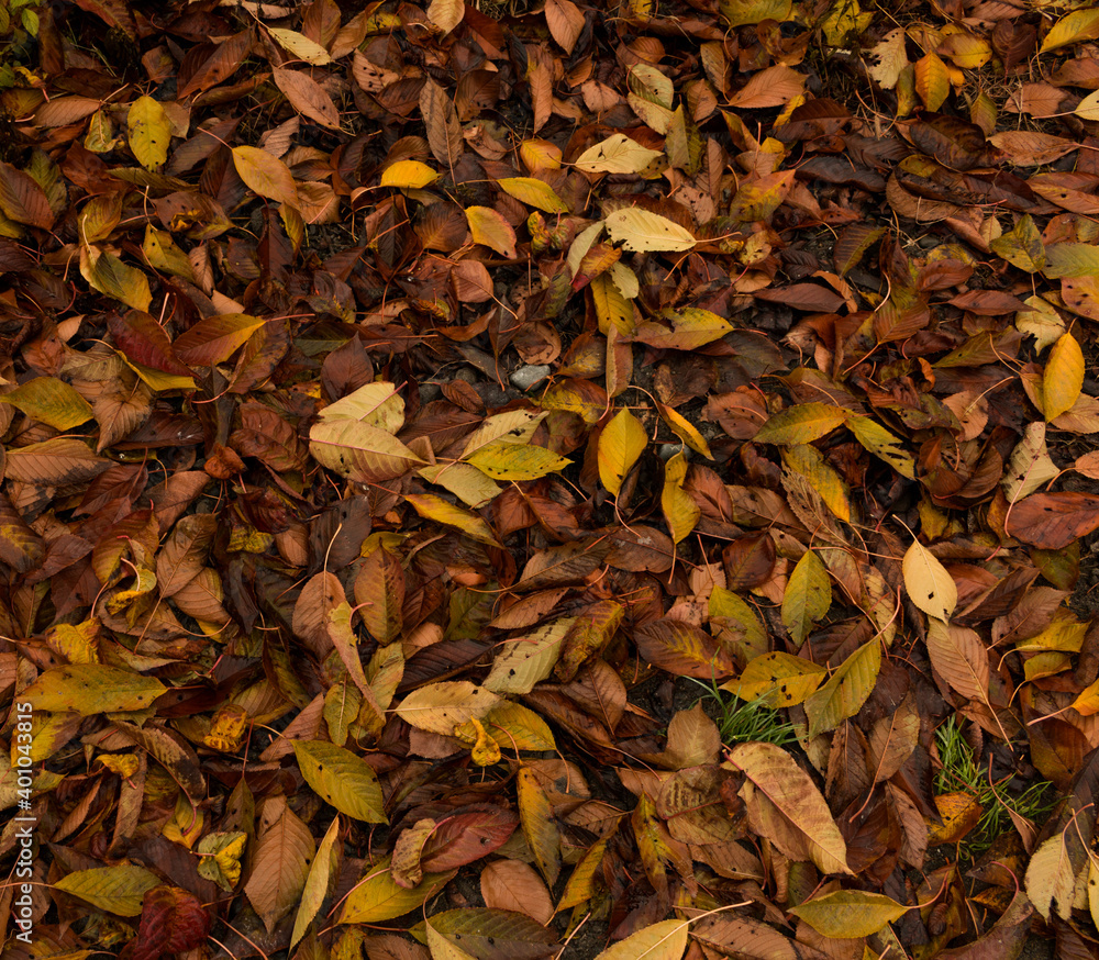 Late autumn Late autumn