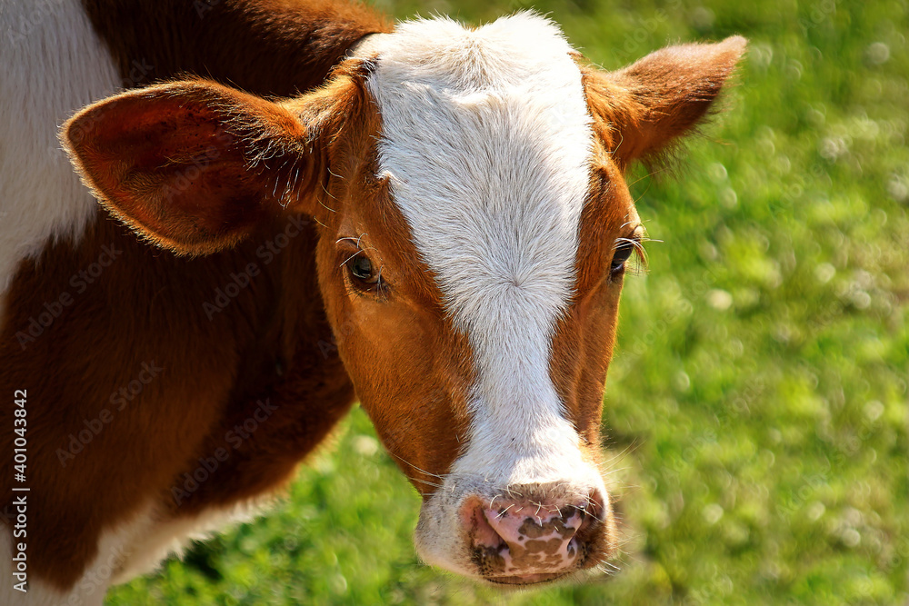 cow, animal, farm, grass, agriculture, field, brown, calf, beef, meadow, bull, green, rural, white, pasture, livestock, nature, dairy products, summer, milk, cattle, close up, portrait, outdoors, por
cow, animal, farm, grass, agriculture, field, brown, calf, beef, meadow, bull, green, rural, white, pasture, livestock, nature, dairy products, summer, milk, cattle, close up, portrait, outdoors, por